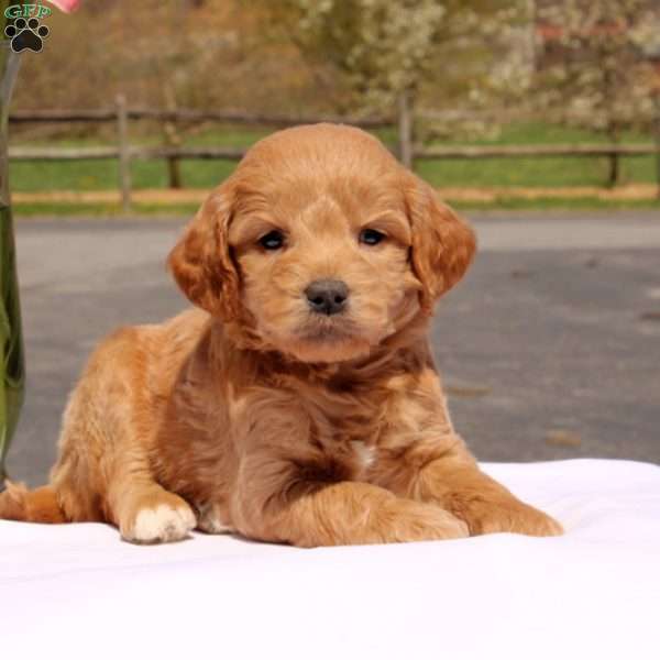 Nysier, Mini Goldendoodle Puppy
